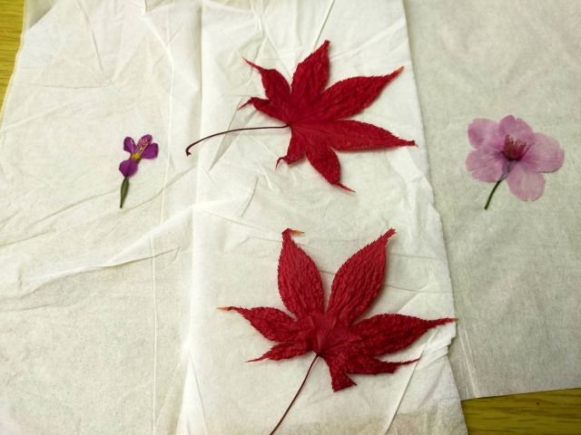 ラミネート押し花