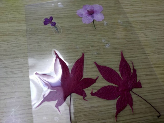 ラミネート押し花