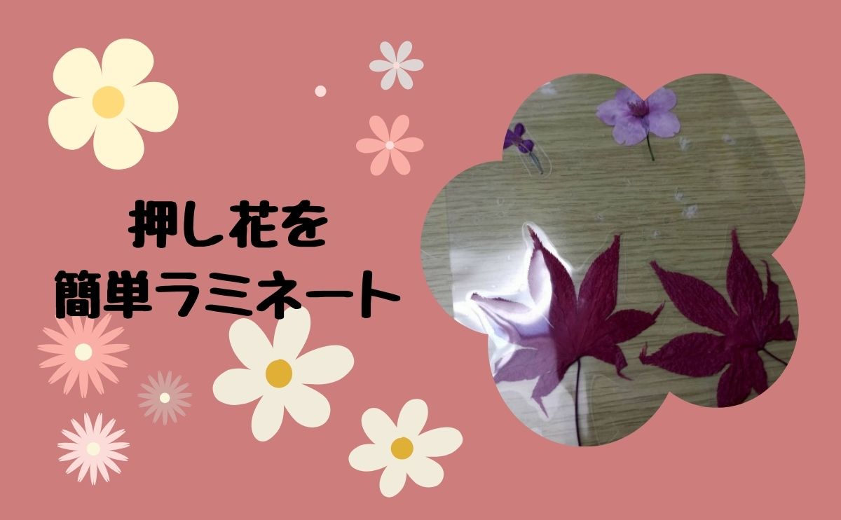 押し花を簡単ラミネート