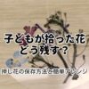 子どもが拾った花、どう残す？押し花の保存方法と簡単アレンジ